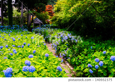 Hydrangeas blooming along the path 140932375