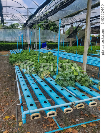 Hydroponic kale growing in blue PVC channels inside shaded greenhouse farm in Thailand Hydroponic kale growing in blue PVC channels inside shaded greenhouse farm in Thailand 140932449