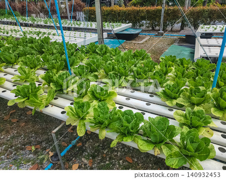 Hydroponic romaine lettuce growing in white channel rows inside open greenhouse farm in Thailand Hydroponic romaine lettuce growing in white channel rows inside open greenhouse farm in Thailand 140932453