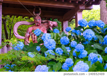 藍色繡球花和仁王雕像 藍色繡球花和仁王雕像 140932489