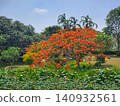 Flowering royal poinciana tree with orange-red blossoms above a lotus pond in a tropical garden 140932561