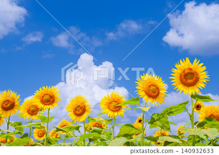 充滿活力的藍天與向日葵背景素材 充滿活力的藍天與向日葵背景素材 140932633