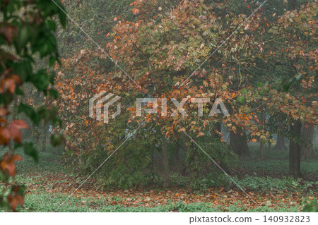 Autumn forest edge with fallen leaves on grass and misty background Autumn forest edge with fallen leaves on grass and misty background 140932823