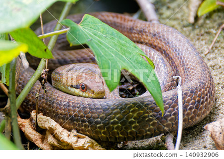 Striped snake Striped snake 140932906