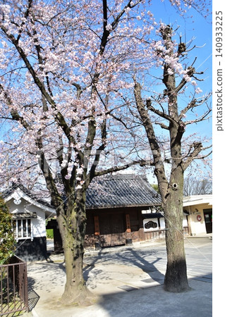 Asakusa in Tokyo, Japan, in spring: The old gate of Senso-ji Temple's main hall, cherry blossoms in full bloom, and a beautiful blue sky. 140933225
