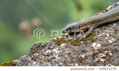 Madeiran Wall Lizard, Madeira, Portugal Madeiran Wall Lizard, Madeira, Portugal 140933276