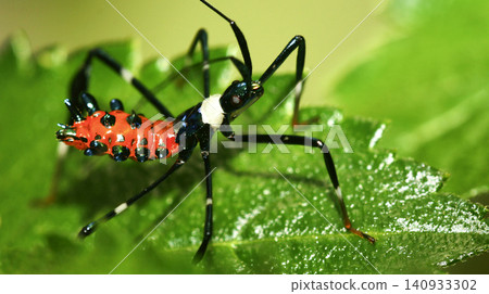 Shield Bug, Amazonia Shield Bug, Amazonia 140933302