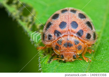 Henosepilachna vigintioctopunctata eating leaves Henosepilachna vigintioctopunctata eating leaves 140933308