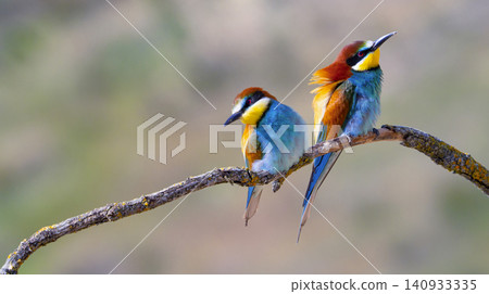 Bee-eater, Spain Bee-eater, Spain 140933335