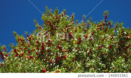 Acebal de Pradena Holly Forest, Spain Acebal de Pradena Holly Forest, Spain 140933361