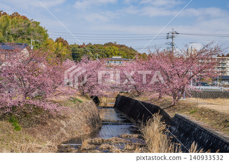 Scenery of Kawazu cherry blossoms at Higashidaiyama in Hamamatsu City (Shizuoka Prefecture) Scenery of Kawazu cherry blossoms at Higashidaiyama in Hamamatsu City (Shizuoka Prefecture) 140933532