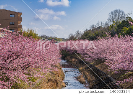 Scenery of Kawazu cherry blossoms at Higashidaiyama in Hamamatsu City (Shizuoka Prefecture) Scenery of Kawazu cherry blossoms at Higashidaiyama in Hamamatsu City (Shizuoka Prefecture) 140933554