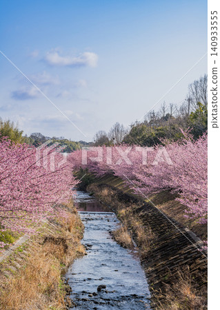 Scenery of Kawazu cherry blossoms at Higashidaiyama in Hamamatsu City (Shizuoka Prefecture) Scenery of Kawazu cherry blossoms at Higashidaiyama in Hamamatsu City (Shizuoka Prefecture) 140933555