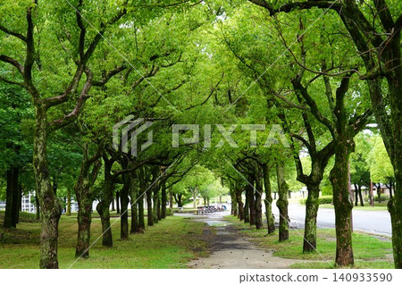 Green tree-lined avenue Green tree-lined avenue 140933590