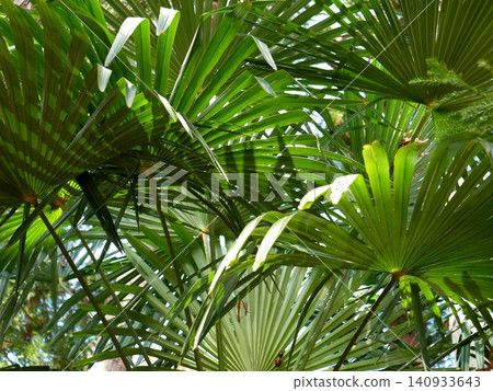 Japanese palm tree (Wajuro) in the park Japanese palm tree (Wajuro) in the park 140933643