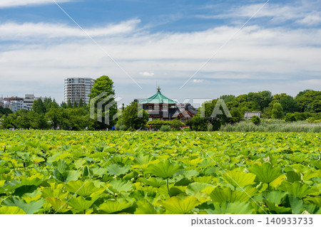 上野忍池的荷花池景。 上野忍池的荷花池景。 140933733