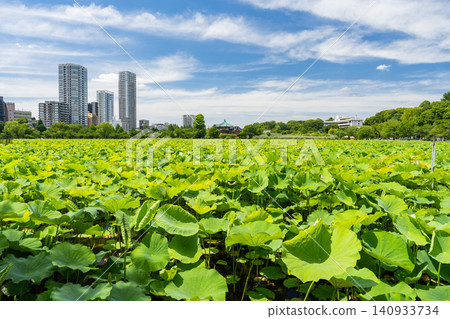 The lotus pond scenery at Shinobazu Pond in Ueno. The lotus pond scenery at Shinobazu Pond in Ueno. 140933734