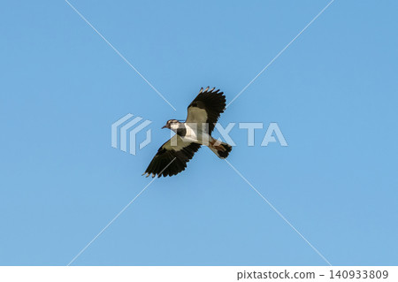 Lapwing (Vanellus vanellus) in flight. Lapwing (Vanellus vanellus) in flight. 140933809
