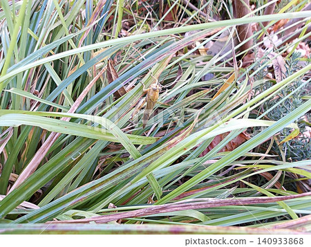 Egyptian Grasshopper Perched on Green Grass Blades. Egyptian Grasshopper Perched on Green Grass Blades. 140933868