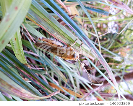 Egyptian Grasshopper Perched on Green Grass Blades. Egyptian Grasshopper Perched on Green Grass Blades. 140933869