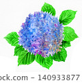Watercolor painting of a hydrangea beginning to wilt (26702 pixels) 140933877