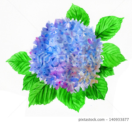 一幅繡球花開始枯萎的水彩畫(26702像素) 一幅繡球花開始枯萎的水彩畫(26702像素) 140933877