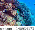 Yellow wrasse that inhabits coral reefs 140934173