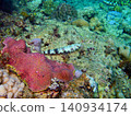 Lizardfish that inhabit coral reefs 140934174