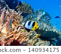 Butterflyfish swimming among soft corals 140934175