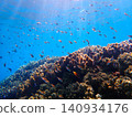 Damselfish schooling around coral reefs 140934176