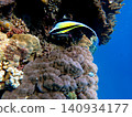 Moorish idols in coral reefs 140934177
