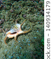 The constrictor mussel that inhabits coral reefs 140934179