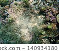 The constrictor mussel that inhabits coral reefs 140934180