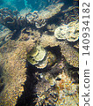Crown-of-thorns starfish hiding under coral and rocks during the day. 140934182