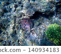 Turbo clams that inhabit coral reefs 140934183