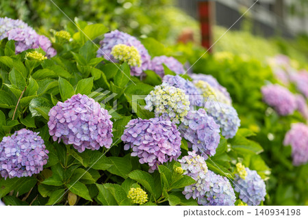 Hydrangeas along the Kasai Waterfront Greenway 140934198