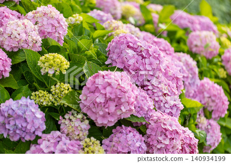 Hydrangeas along the Kasai Waterfront Greenway Hydrangeas along the Kasai Waterfront Greenway 140934199