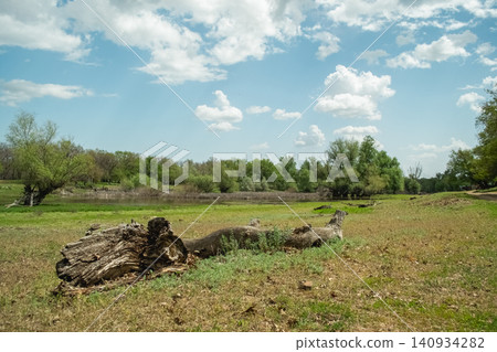 An old log lying in a sun-drenched grassy field against a backdrop of a blue sky with scattered clouds An old log lying in a sun-drenched grassy field against a backdrop of a blue sky with scattered clouds 140934282
