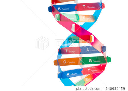 DNA molecule spiral structure model isolated on white background, chromosome and gene chemical science biology. DNA molecule spiral structure model isolated on white background, chromosome and gene chemical science biology. 140934459