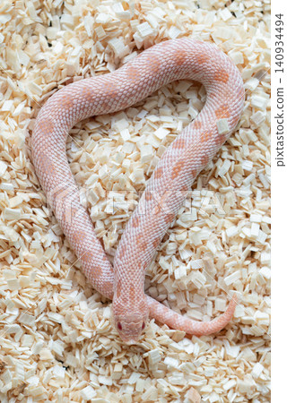 High-angle top view of a Subzero Conda Western Hognose snake (Super Arctic Conda Albino) coiled on wood shavings 140934494