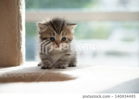 Close-up of a cute fluffy tabby kitten sitting on a cat tree looking at the camera with copy space. 140934495