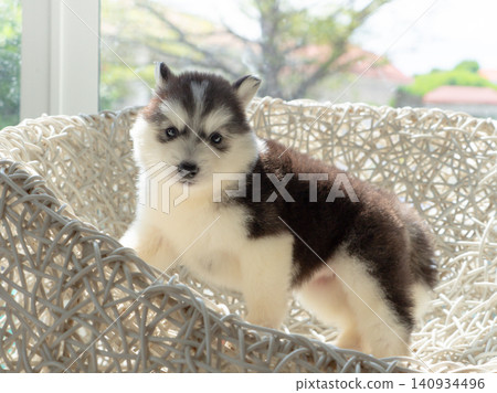 Cute black and white Siberian Husky puppy leaning on a white wicker chair indoors by the window with natural soft light. 140934496
