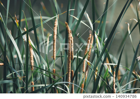 Close up of green Typha latifolia cattail reeds with brown fluffy spikes Close up of green Typha latifolia cattail reeds with brown fluffy spikes 140934786