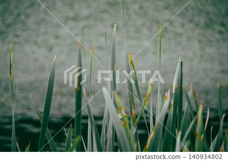 Green Typha latifolia reeds close up against blurry pond water background Green Typha latifolia reeds close up against blurry pond water background 140934802