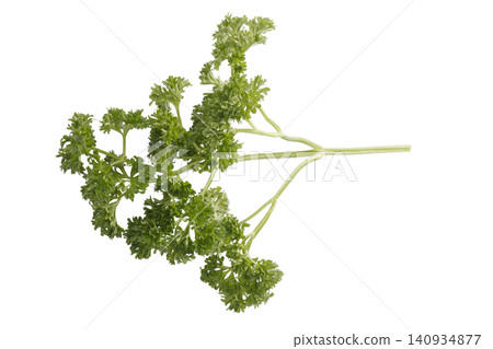 Curly Parsley is a leafy herb that grows like a small shrub isolated on a white background Curly Parsley is a leafy herb that grows like a small shrub isolated on a white background 140934877