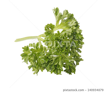 Curly Parsley is a leafy herb that grows like a small shrub isolated on a white background Curly Parsley is a leafy herb that grows like a small shrub isolated on a white background 140934879