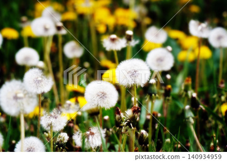 Yellow dandelions blooming profusely in the grasslands of Hokkaido Yellow dandelions blooming profusely in the grasslands of Hokkaido 140934959