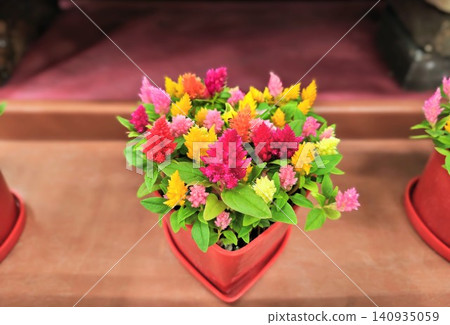 Beautifully blooming, vibrant celosia Beautifully blooming, vibrant celosia 140935059