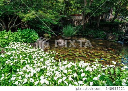 Garden where Hangesho flowers bloom Garden where Hangesho flowers bloom 140935221