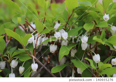 Small white Enkianthus shrub flowers blooming in the spring garden Small white Enkianthus shrub flowers blooming in the spring garden 140935276